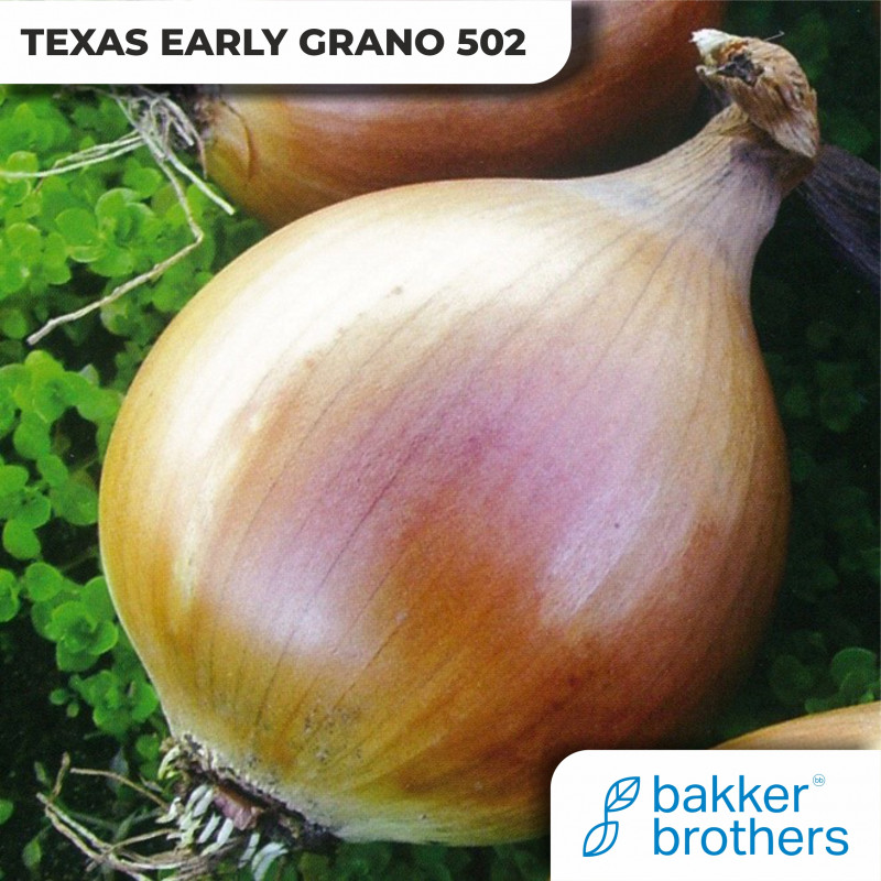 Texas Early grano 502