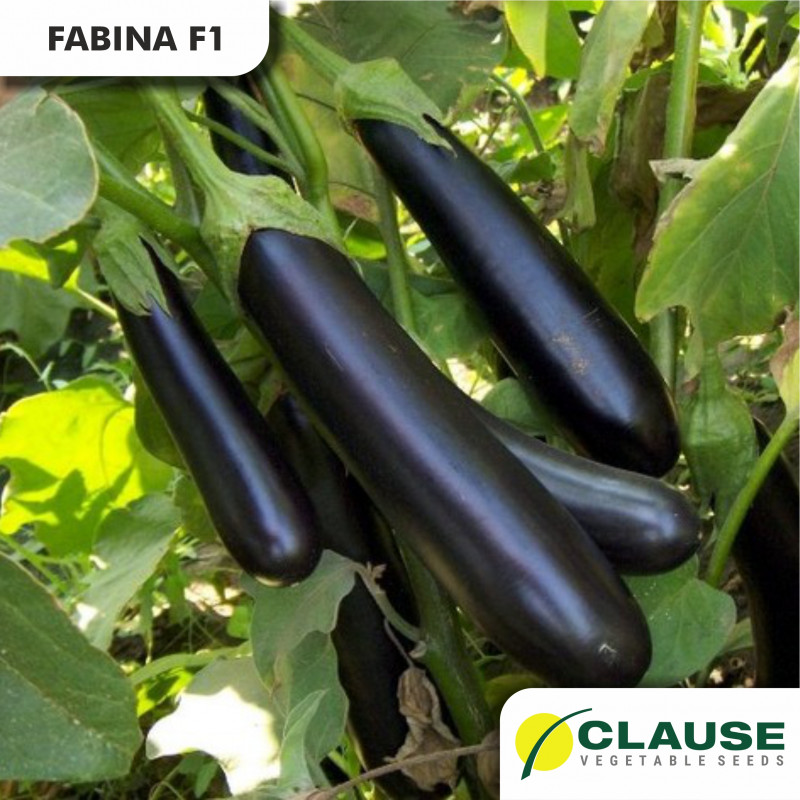 FABINA F1