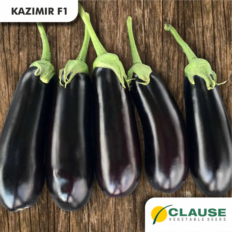 Kazimir F1