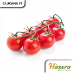 CAUCANA F1