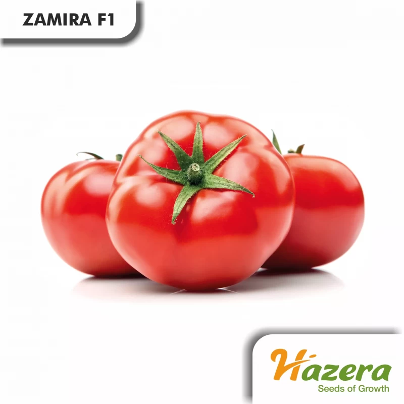 ZAMIRA F1